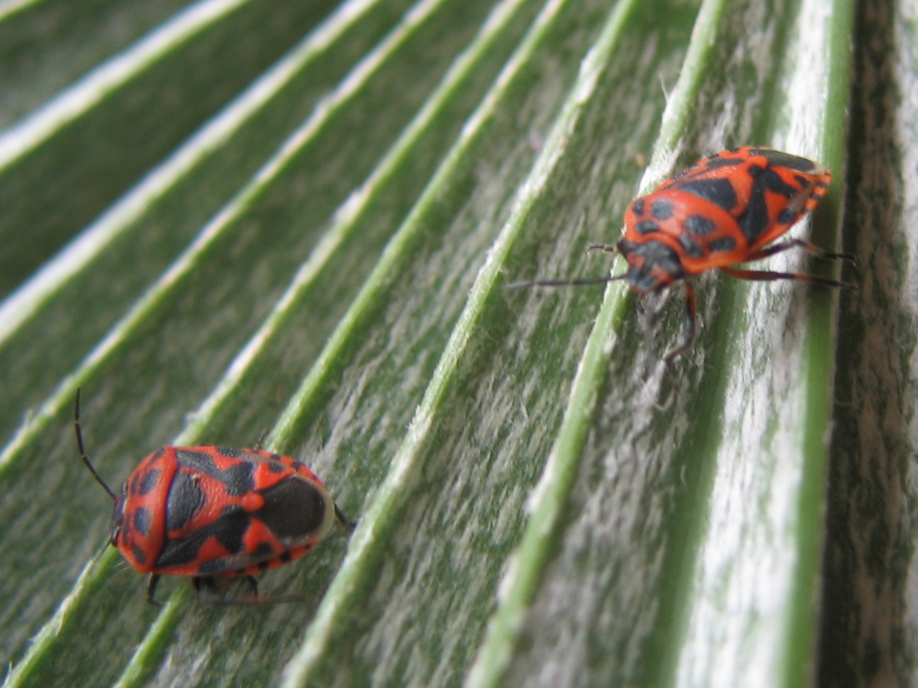 Prostemma guttula, Deraeocoris schach