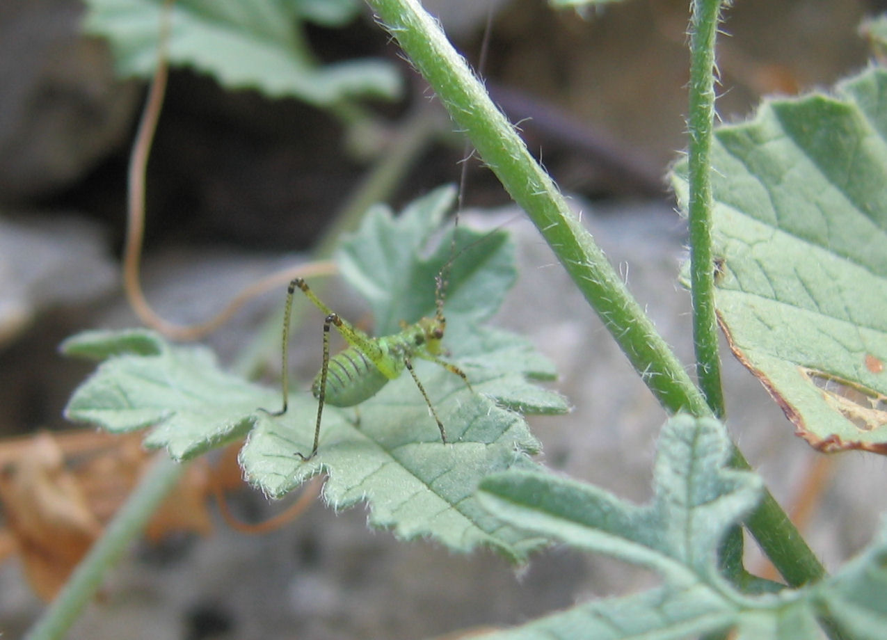 Neanide di Phaneroptera sp.