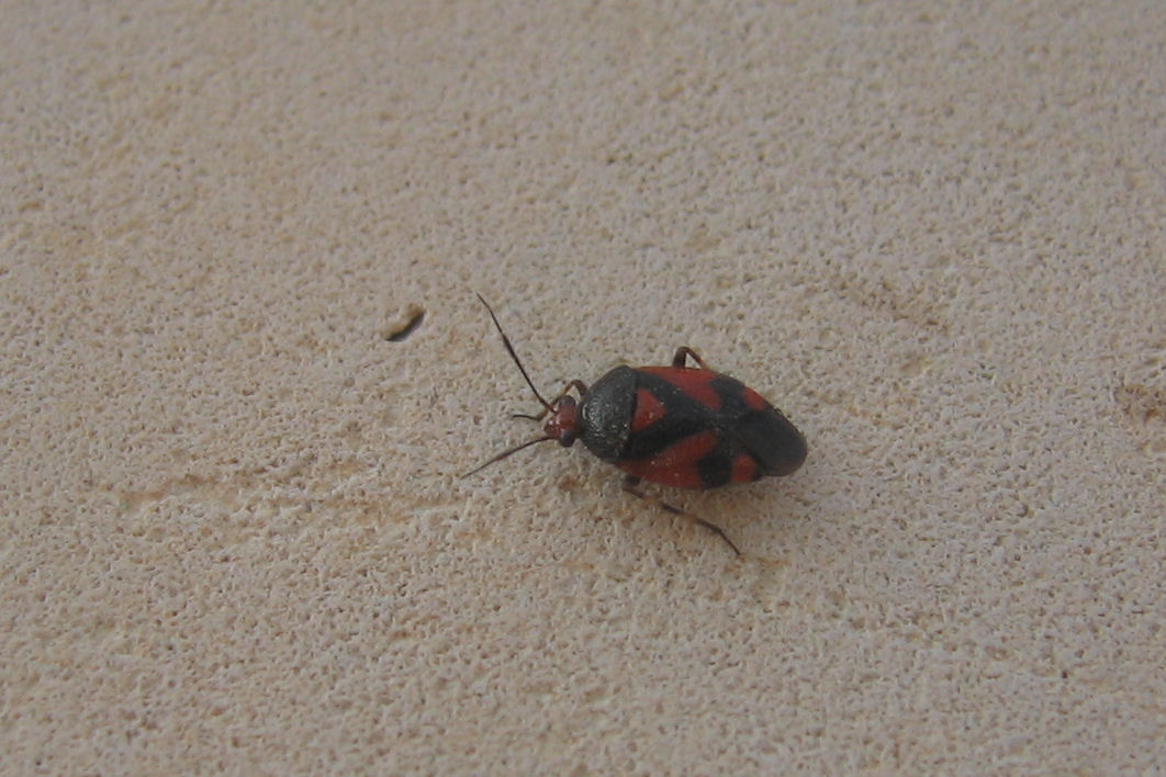 Prostemma guttula, Deraeocoris schach