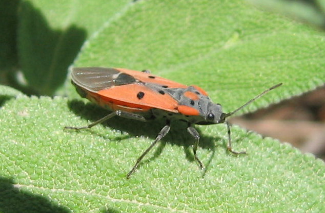 Pyrrhocoris apterus (f.pennata), forma alata