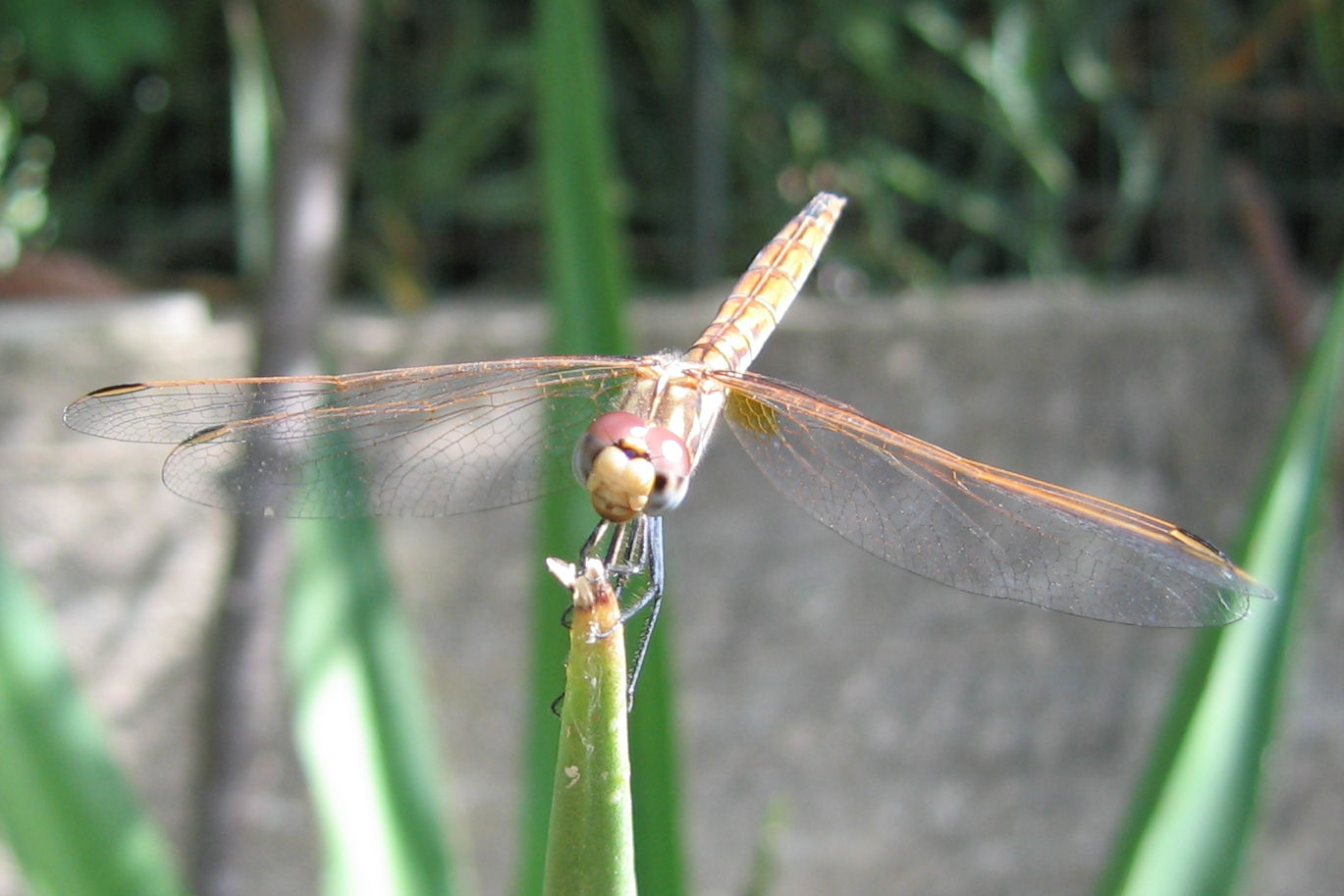 Carrellata libellule