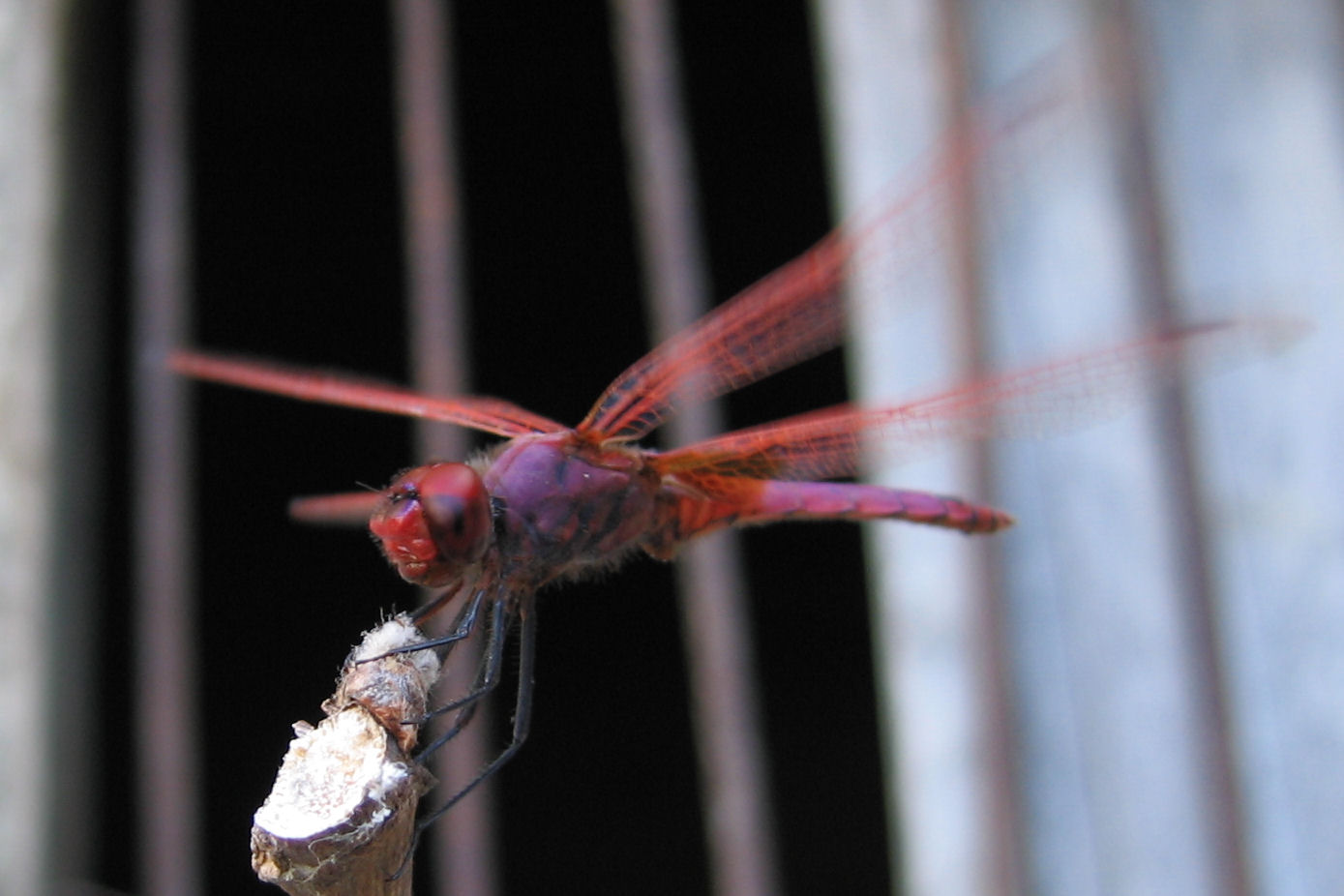 Carrellata libellule