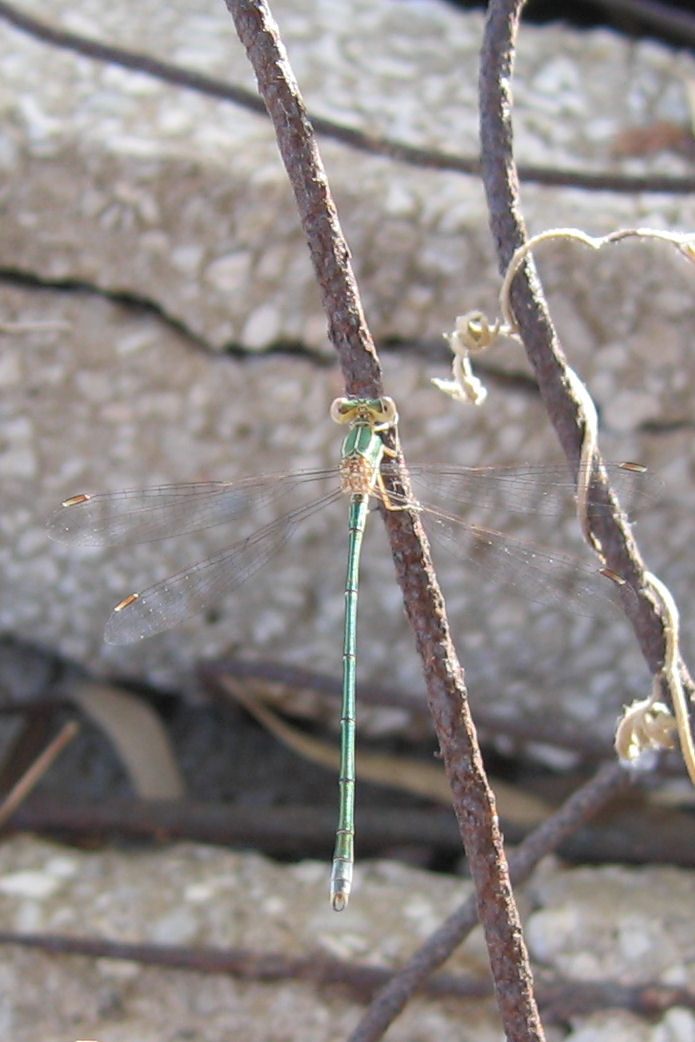 Carrellata libellule