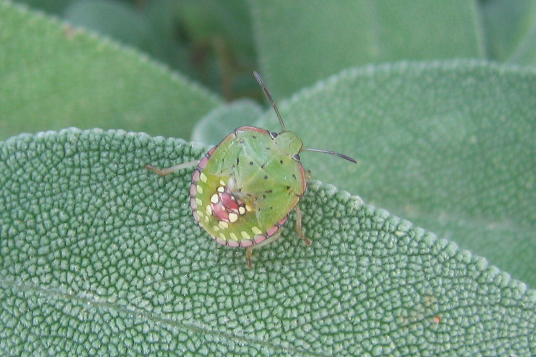 Nezara viridula