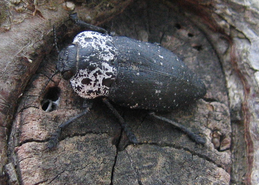 Capnodis tenebricosa