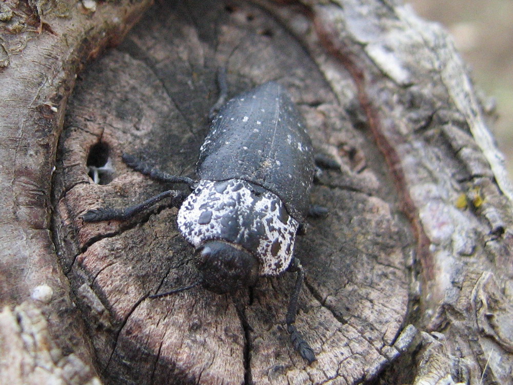 Capnodis tenebricosa