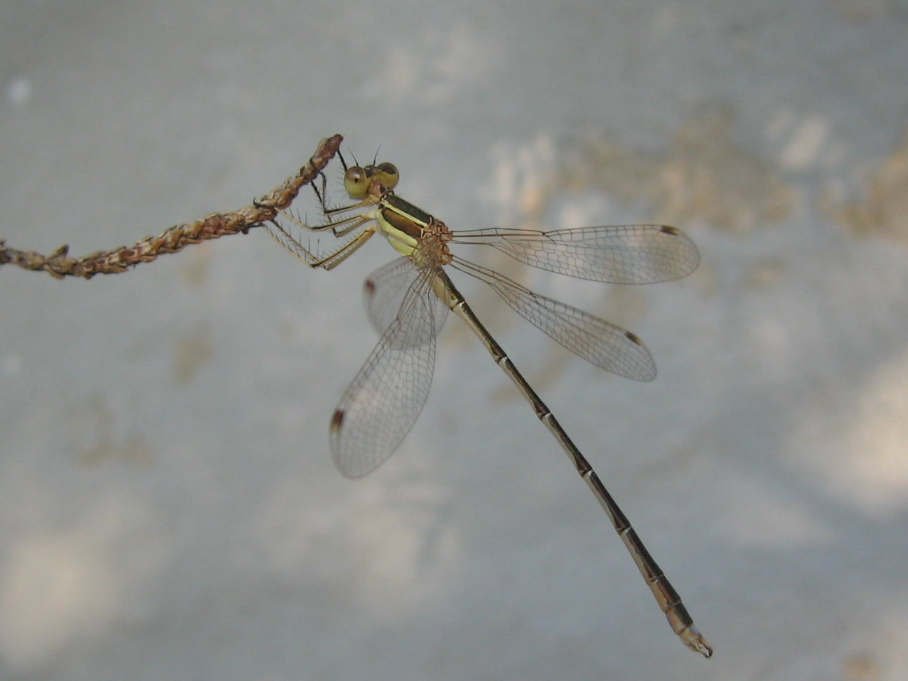 Carrellata libellule