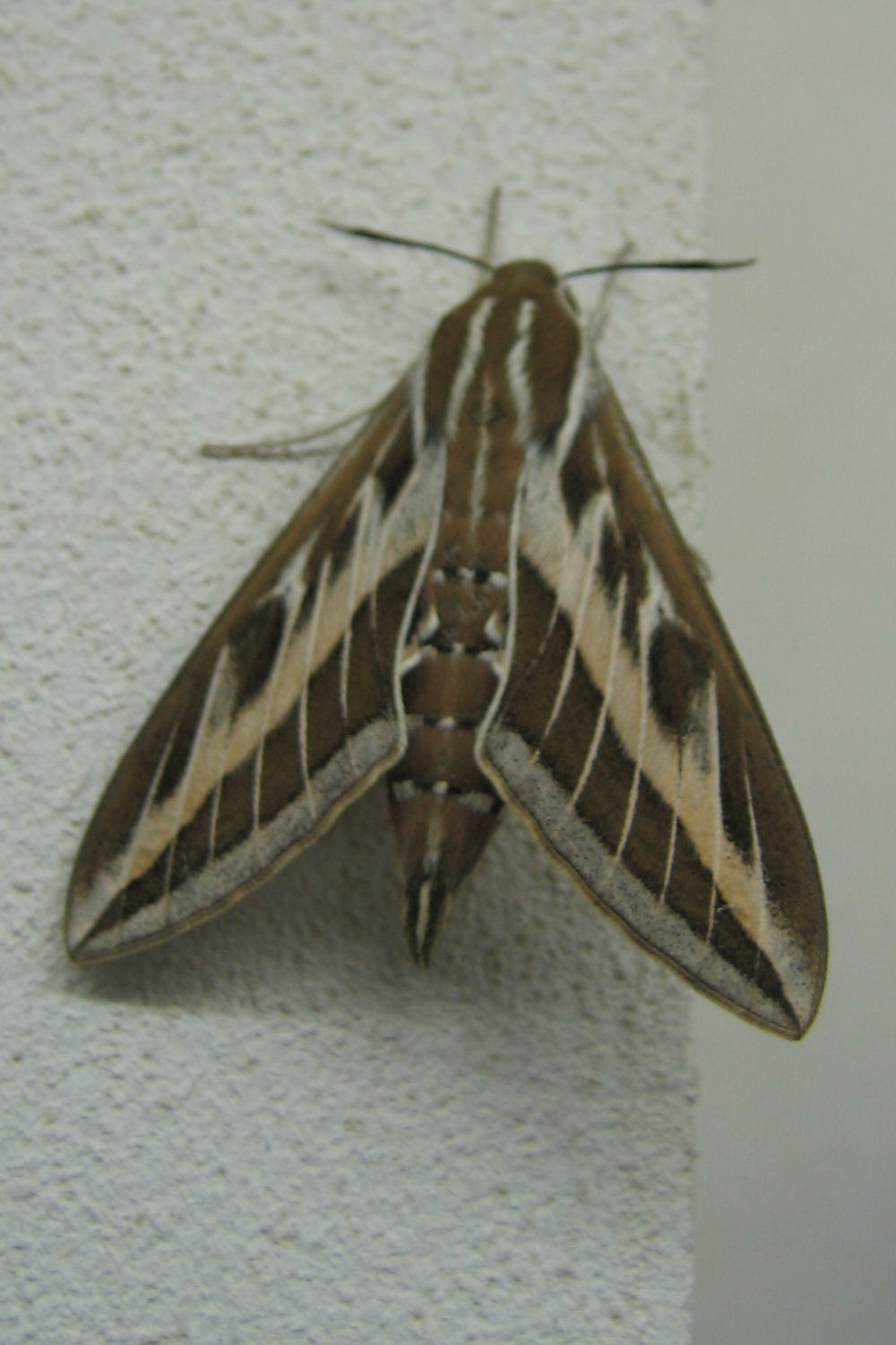 Hyles livornica