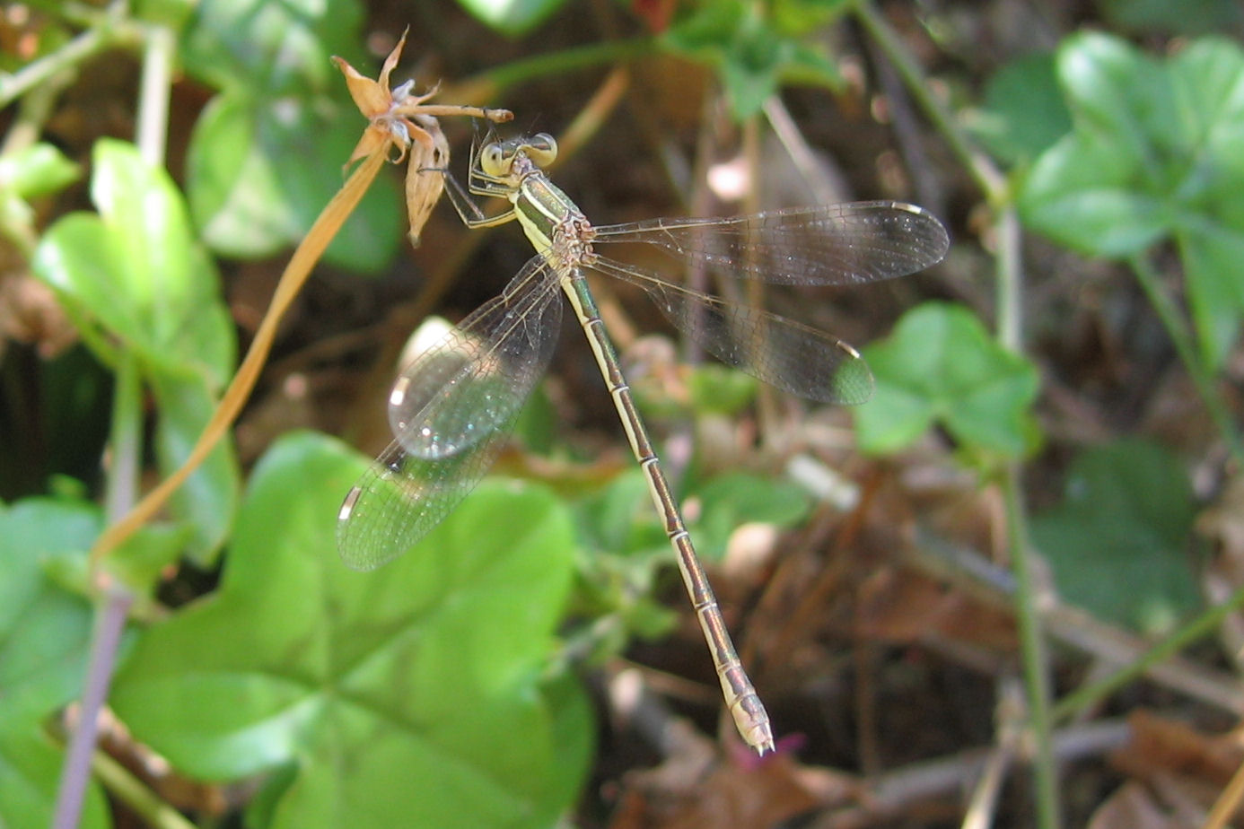 Carrellata libellule