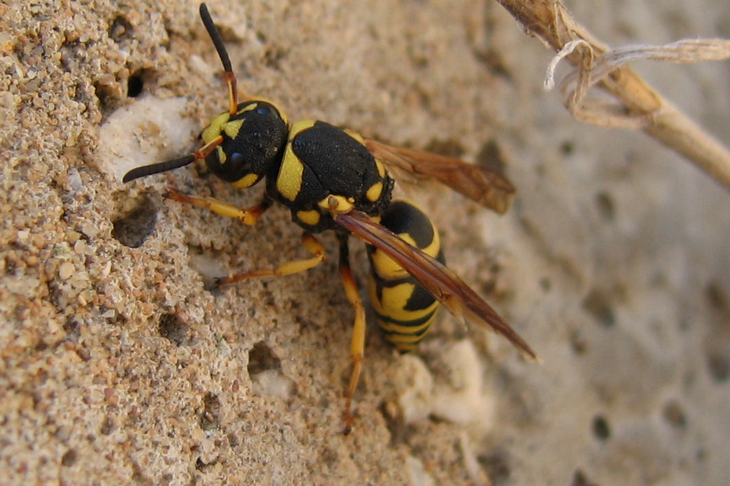Euodynerus sp.,   Vespidae Eumeninae