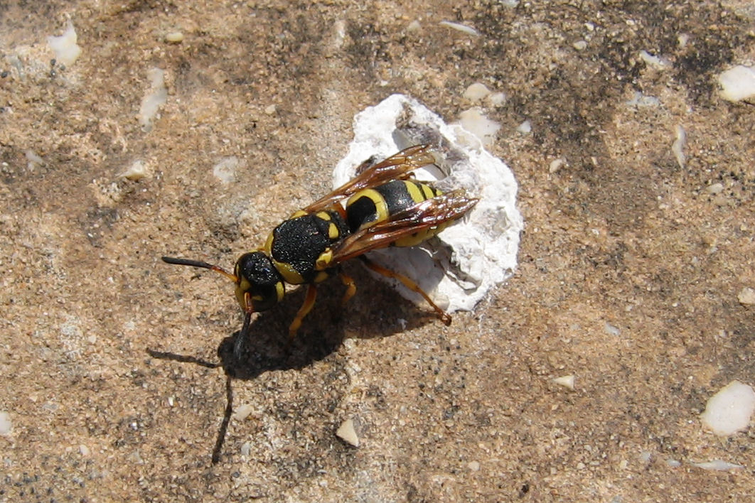 Euodynerus sp.,   Vespidae Eumeninae