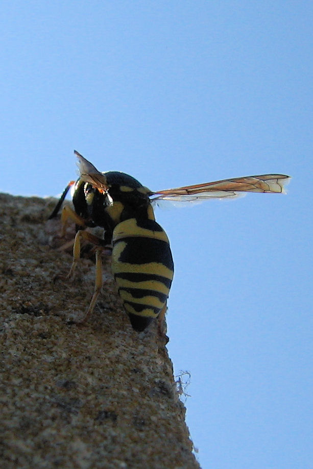 Euodynerus sp.,   Vespidae Eumeninae