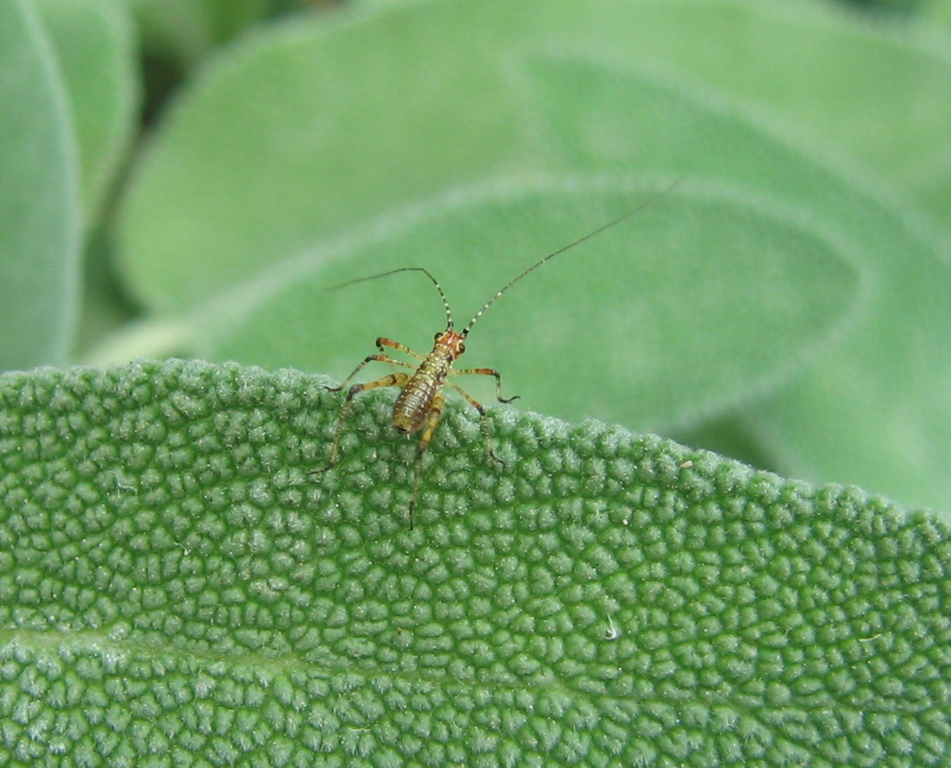 Neanide di Phaneroptera sp.