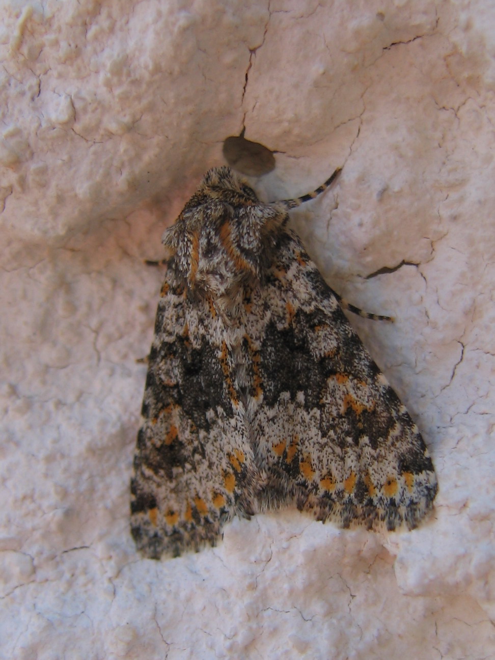 Conferme identificazione Drepanidae e Noctuidae