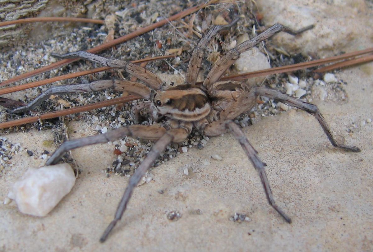 tarantula  Lycosa sp.