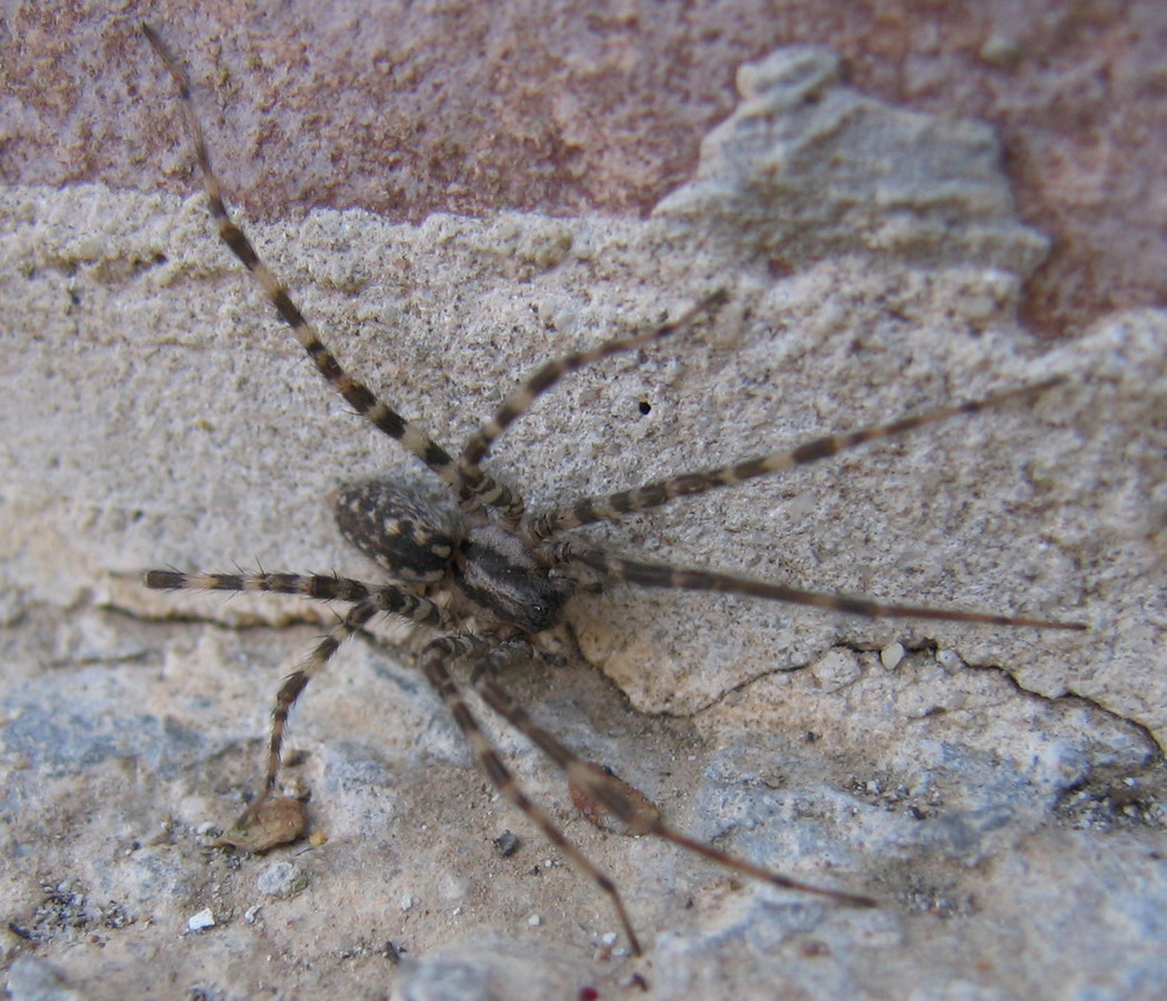 Malthonica o Tegenaria sp.