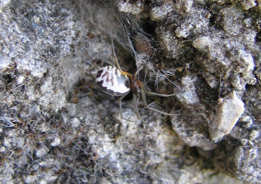 Ragno da identificare (Linyphiidae)