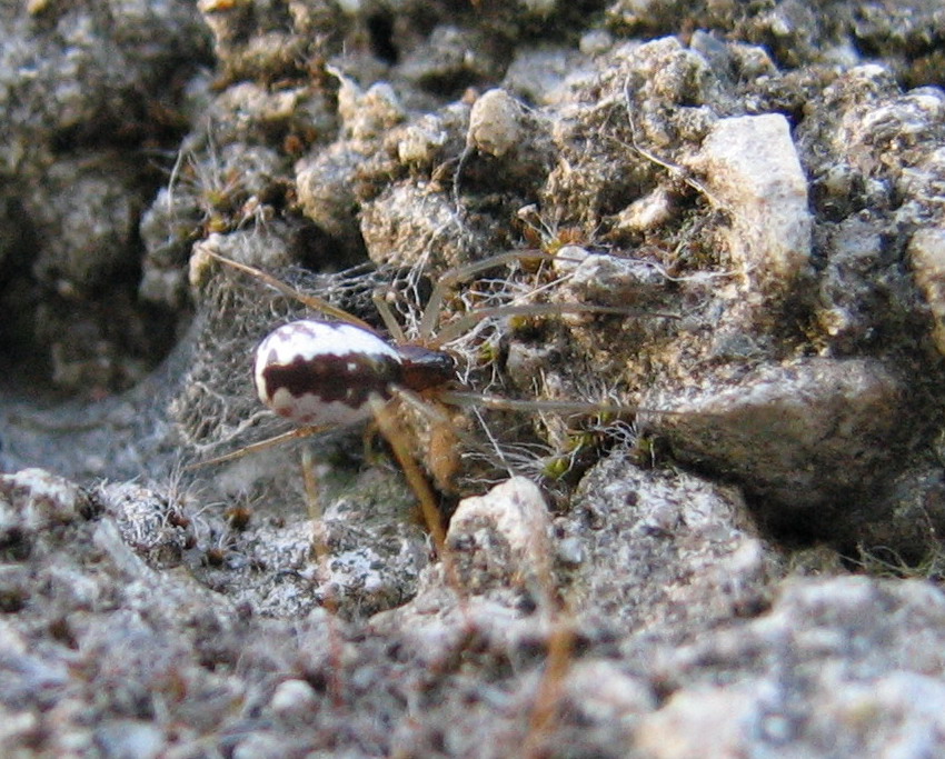 Ragno da identificare (Linyphiidae)