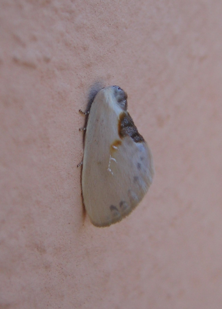 Conferme identificazione Drepanidae e Noctuidae