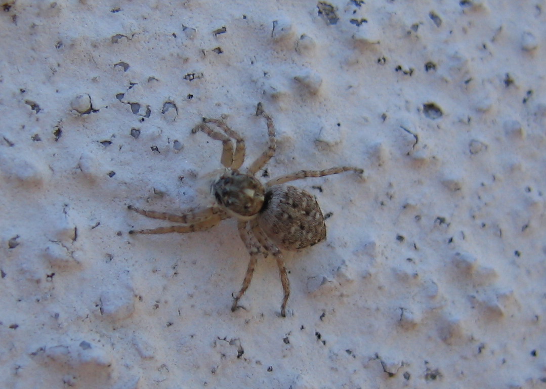 Menemerus semilimbatus