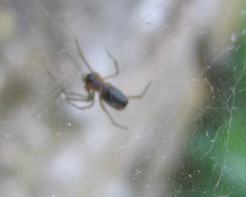 Ragno da identificare (Linyphiidae)