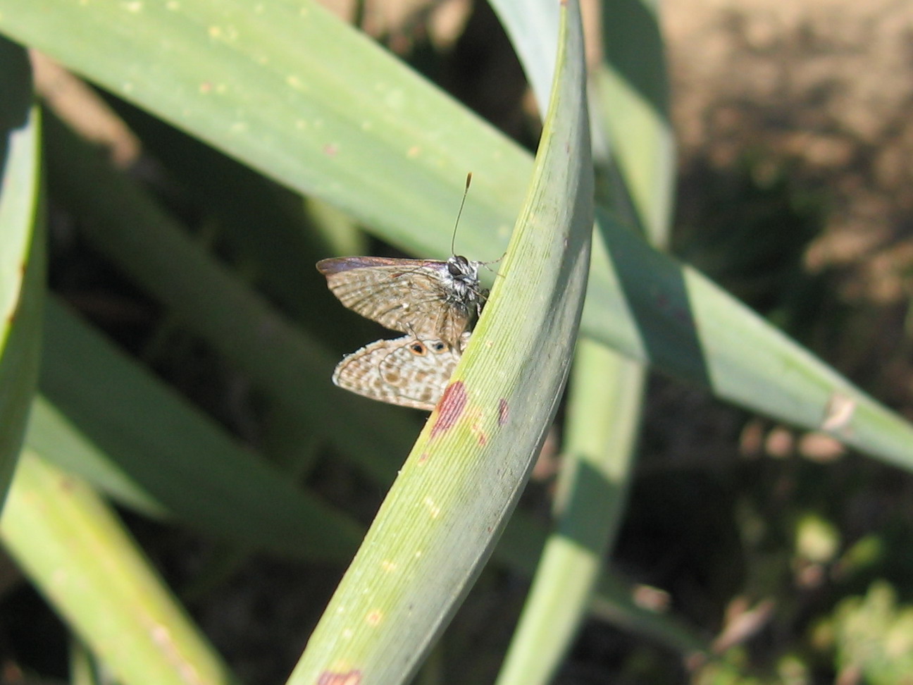 Classificazione Lycaenidae - Leptotes pirithous