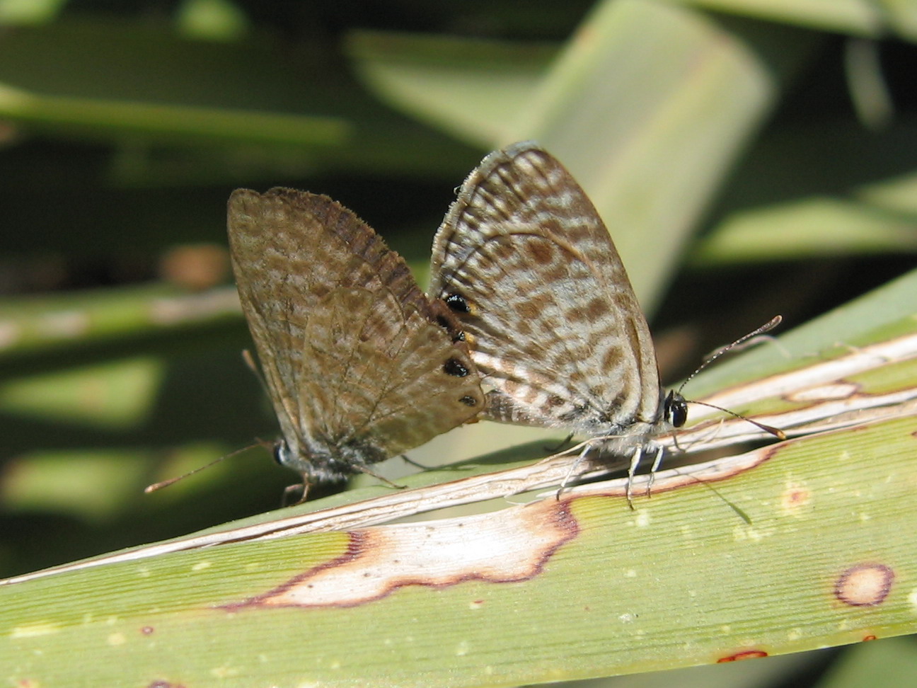 Classificazione Lycaenidae - Leptotes pirithous