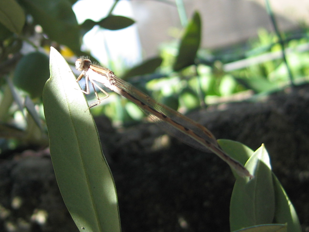 Carrellata libellule