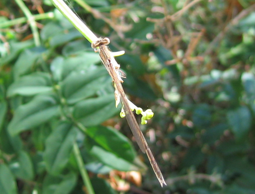 Carrellata libellule