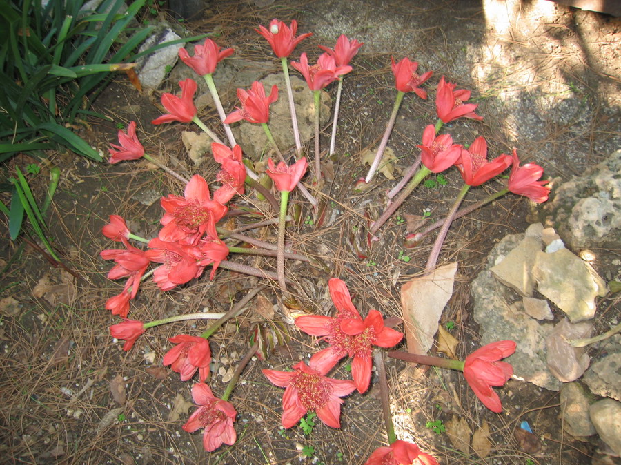 Haemanthus coccineus (pianta coltivata)