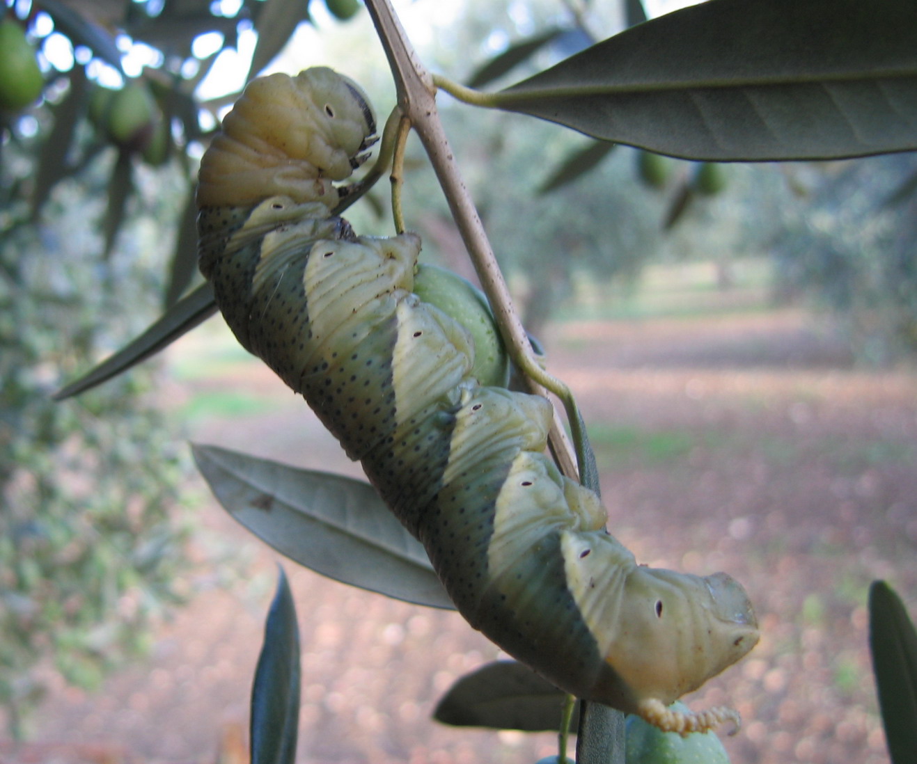 Bruco di sfinge del convolvolo Agrius convolvuli