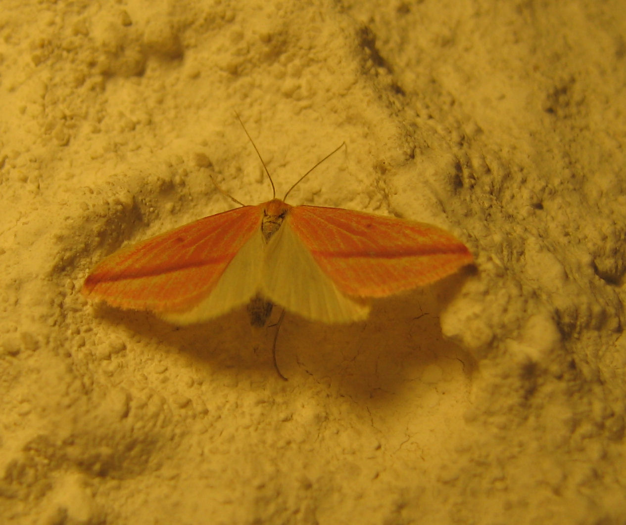Piccola falena Rhodometra sacraria