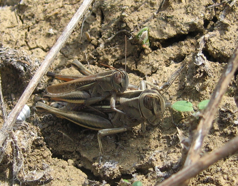 Eyprepocnemis plorans e Tropidopola cylindrica