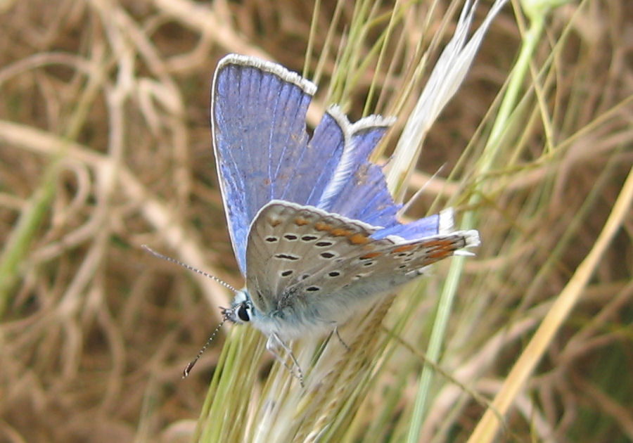 Aricia cramera