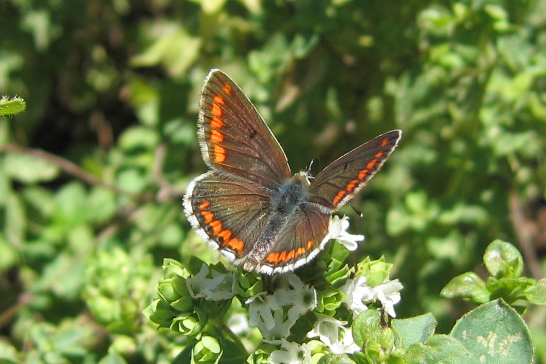 Aricia cramera