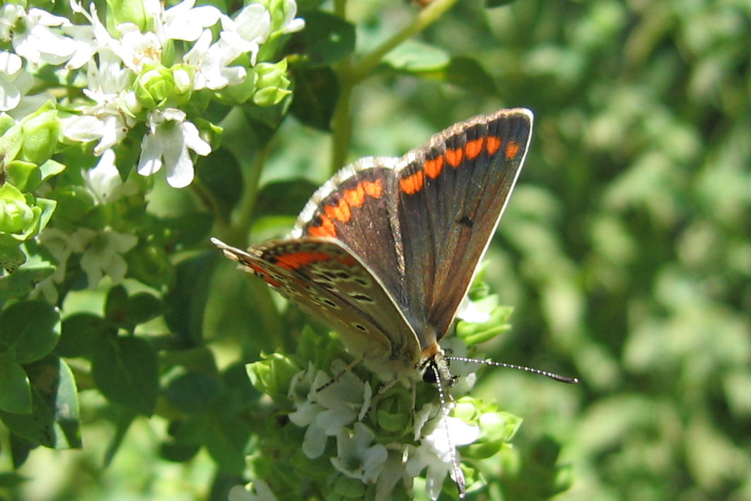 Aricia cramera