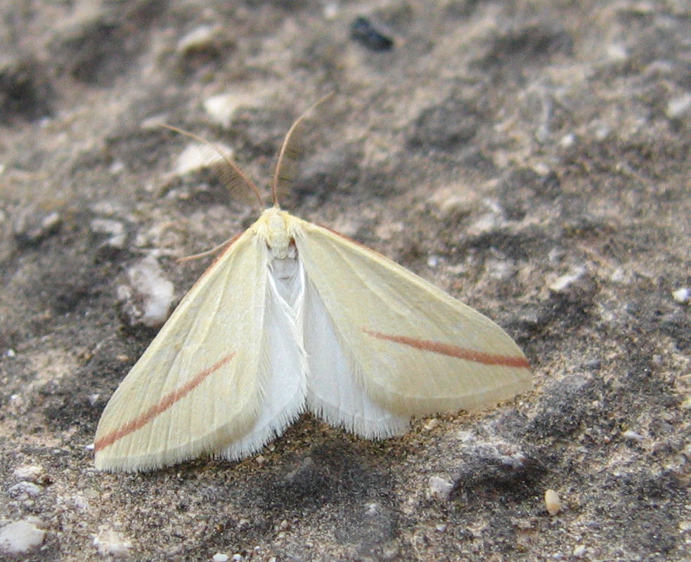 Piccola falena Rhodometra sacraria