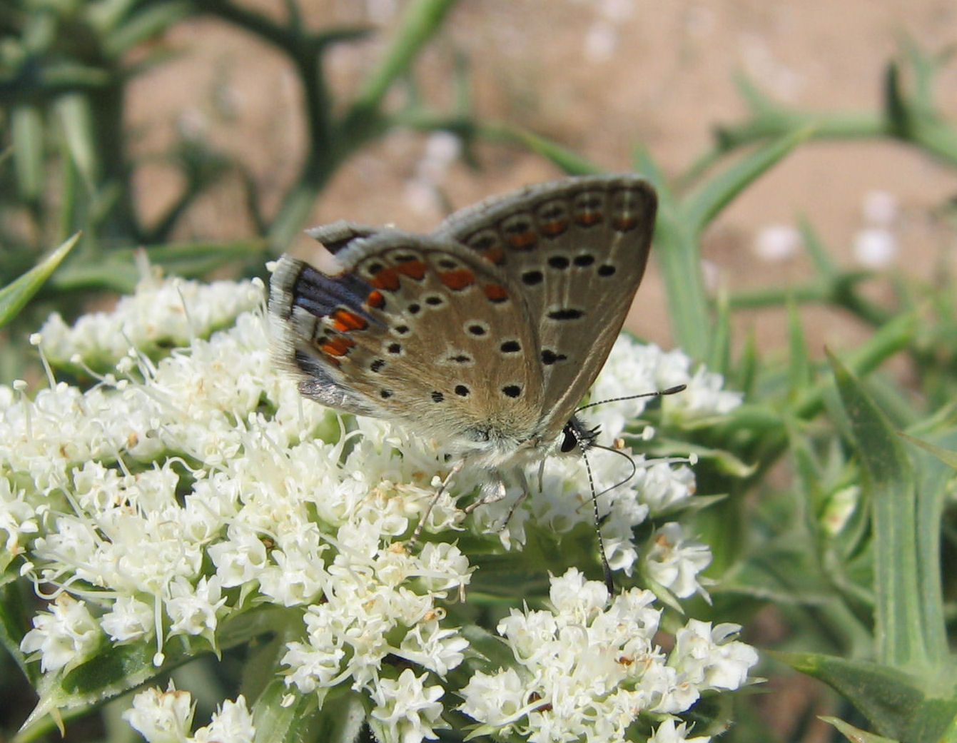 Aricia cramera