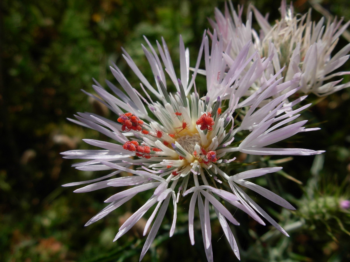 Acaro Balaustium sp.