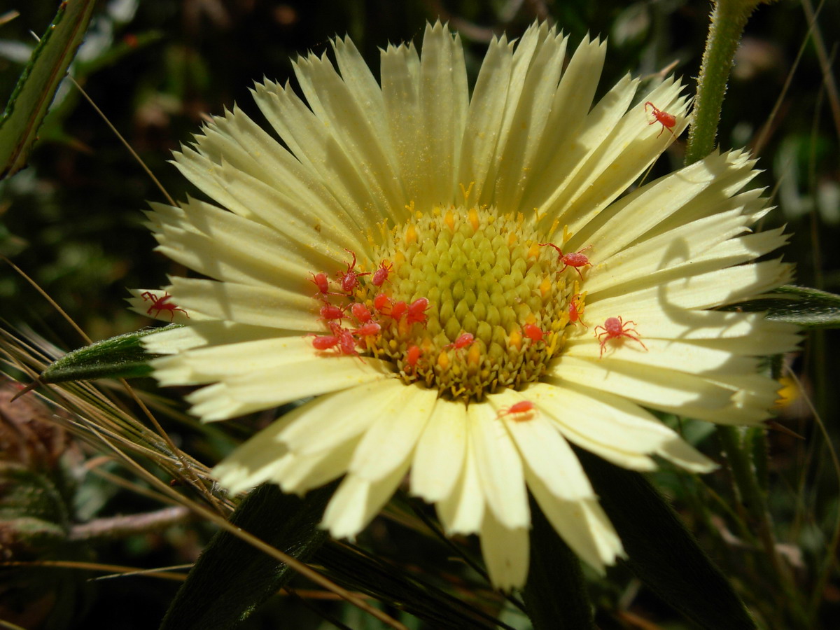 Acaro Balaustium sp.