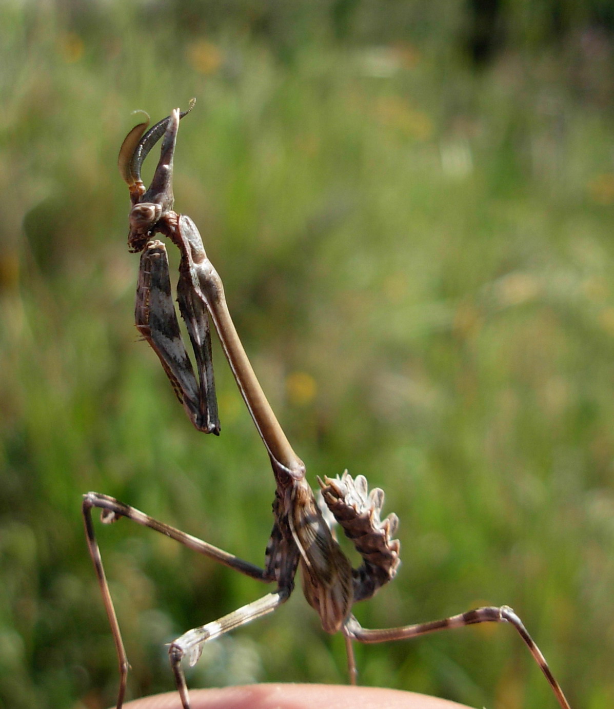 Empusa pennata a Nureci (Sardegna)