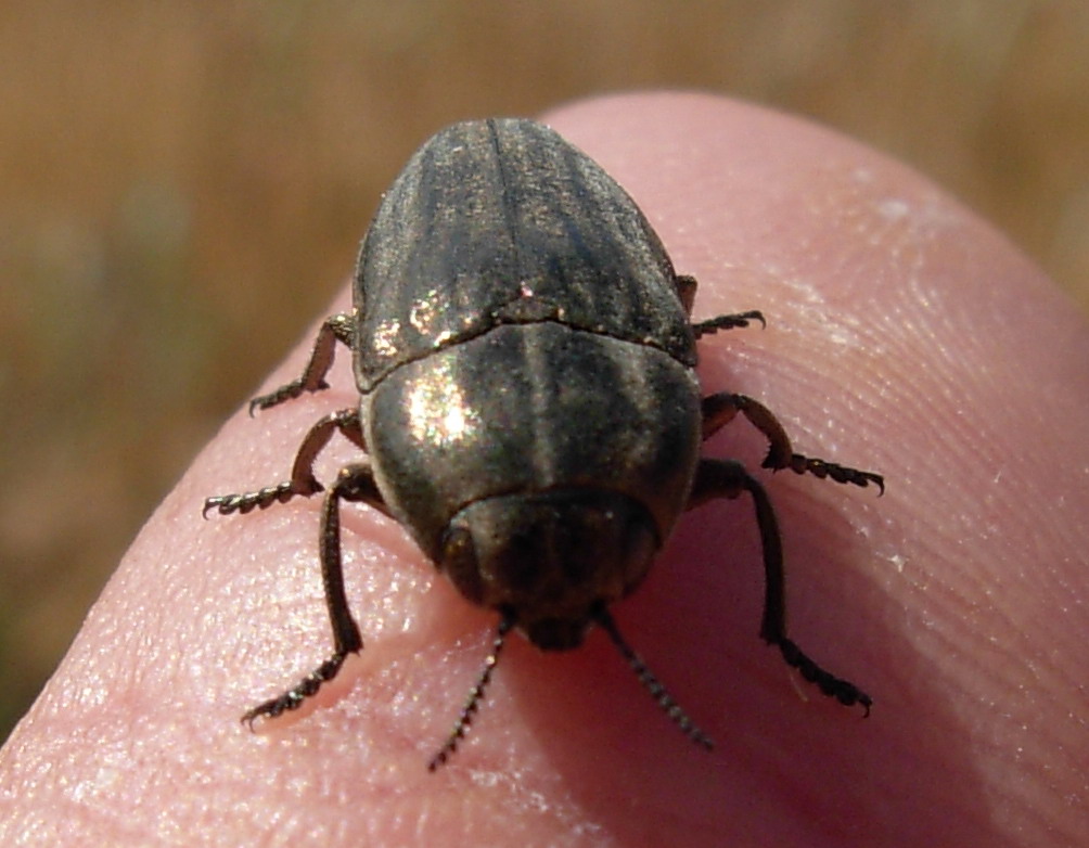 Sphenoptera rauca (Coleoptera, Buprestidae)