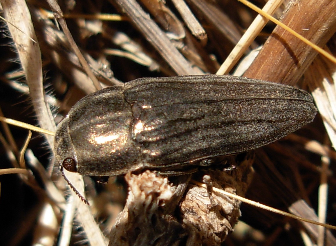 Sphenoptera rauca (Coleoptera, Buprestidae)