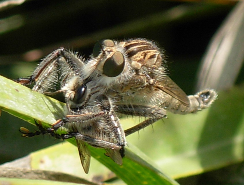 Asilidae gigante