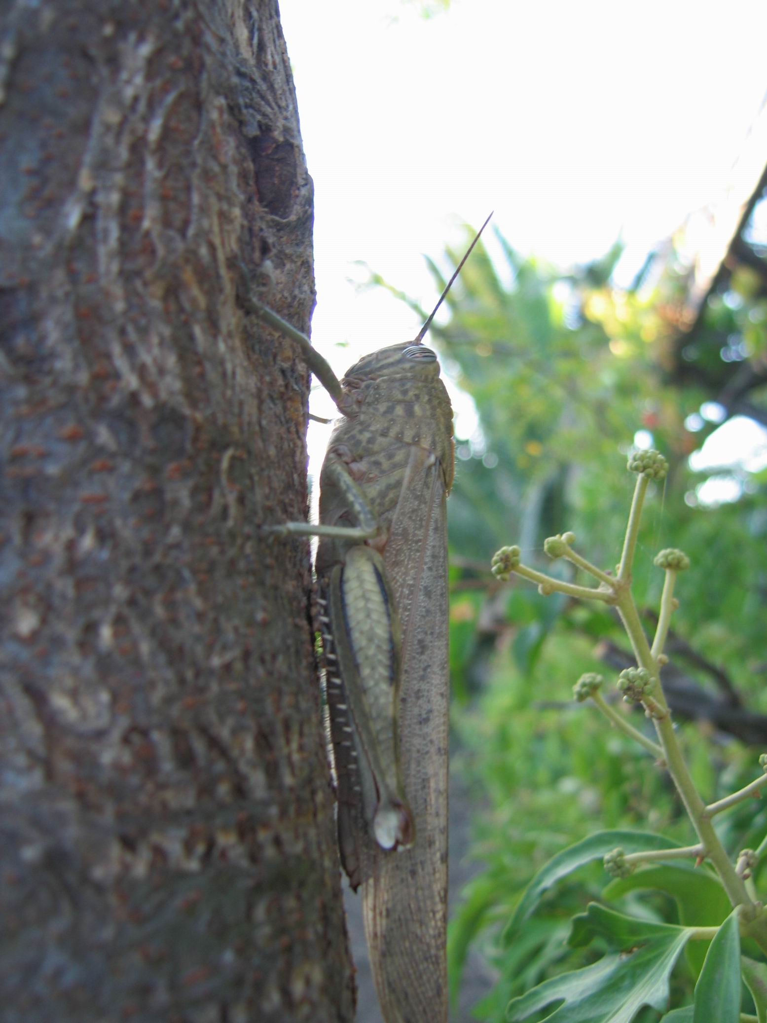 Giovani e adulto di Anacridium aegyptium (Orthoptera)