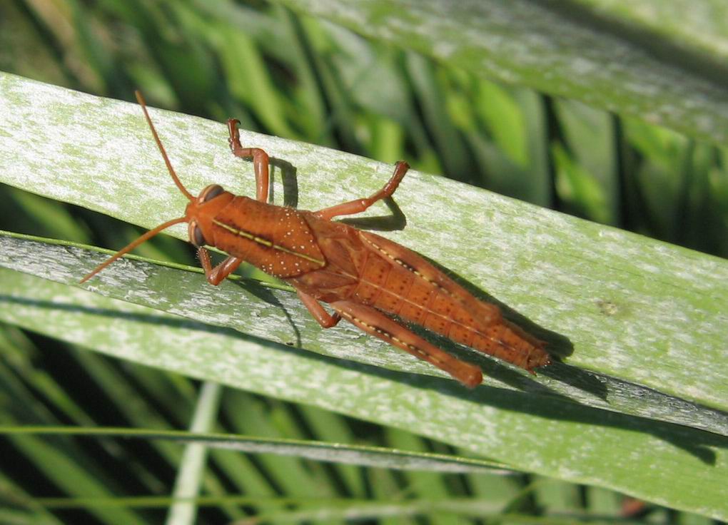 Giovani e adulto di Anacridium aegyptium (Orthoptera)