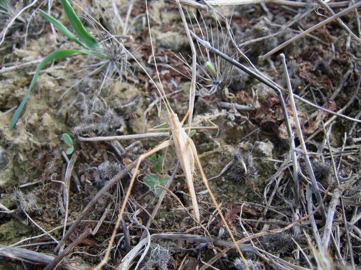 Tylopsis lilifolia (Orthoptera, Phaneropteridae)