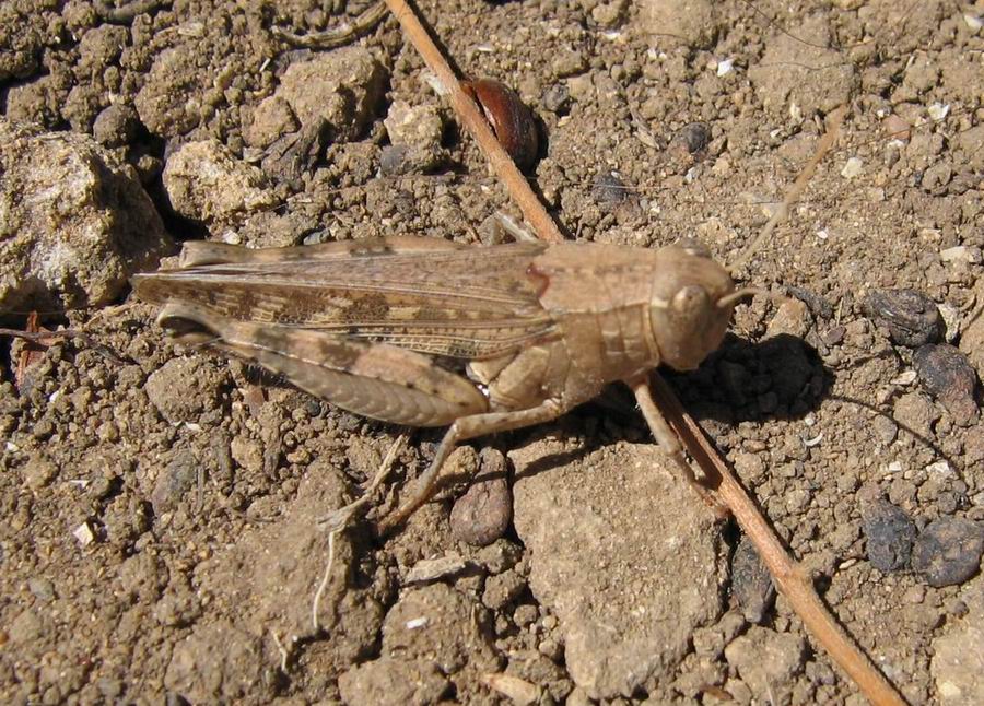 Carrellata ortotteri