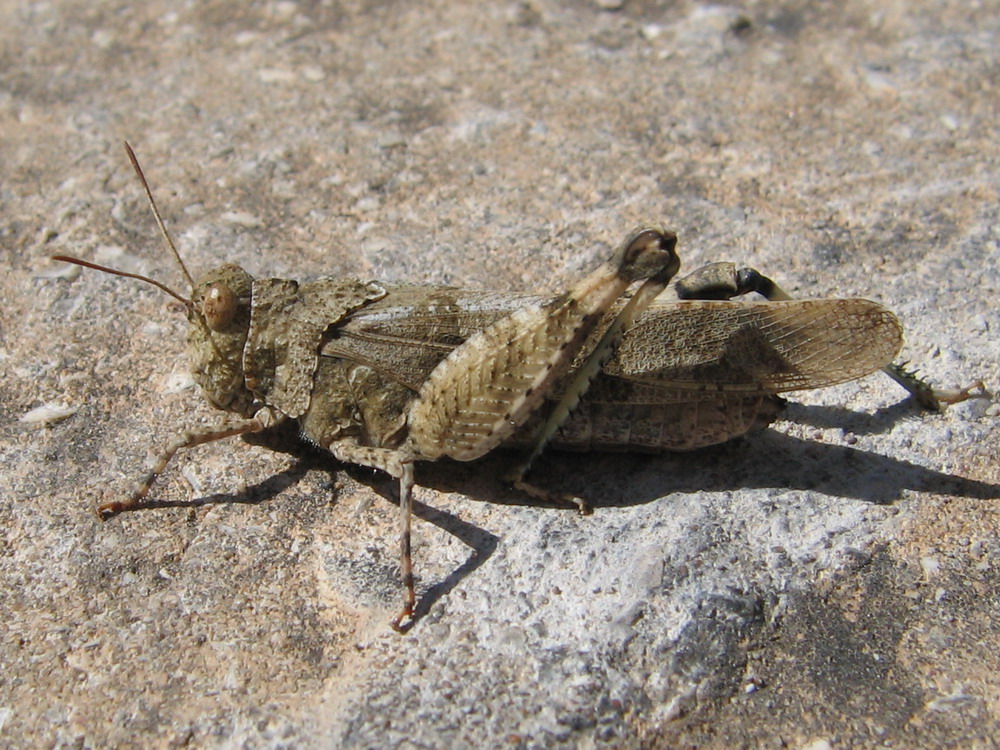 Carrellata ortotteri