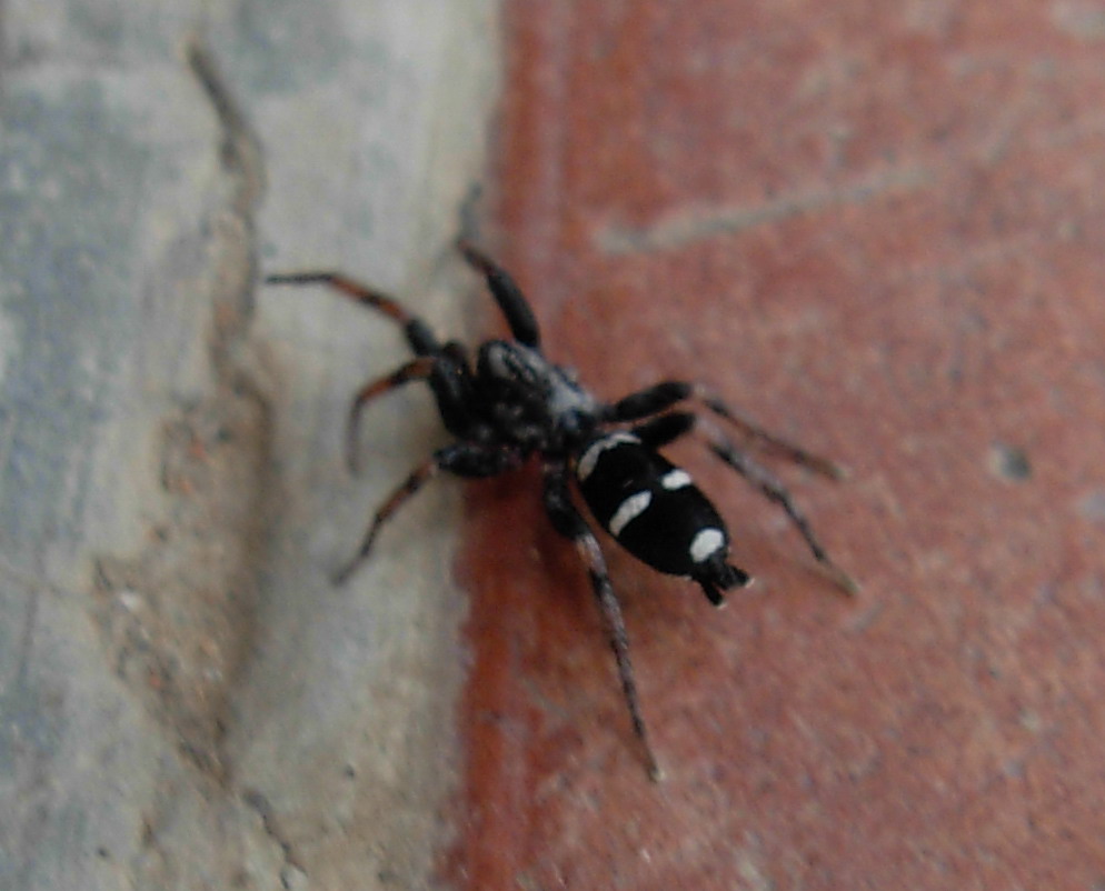 Heliophanus apiatus ?